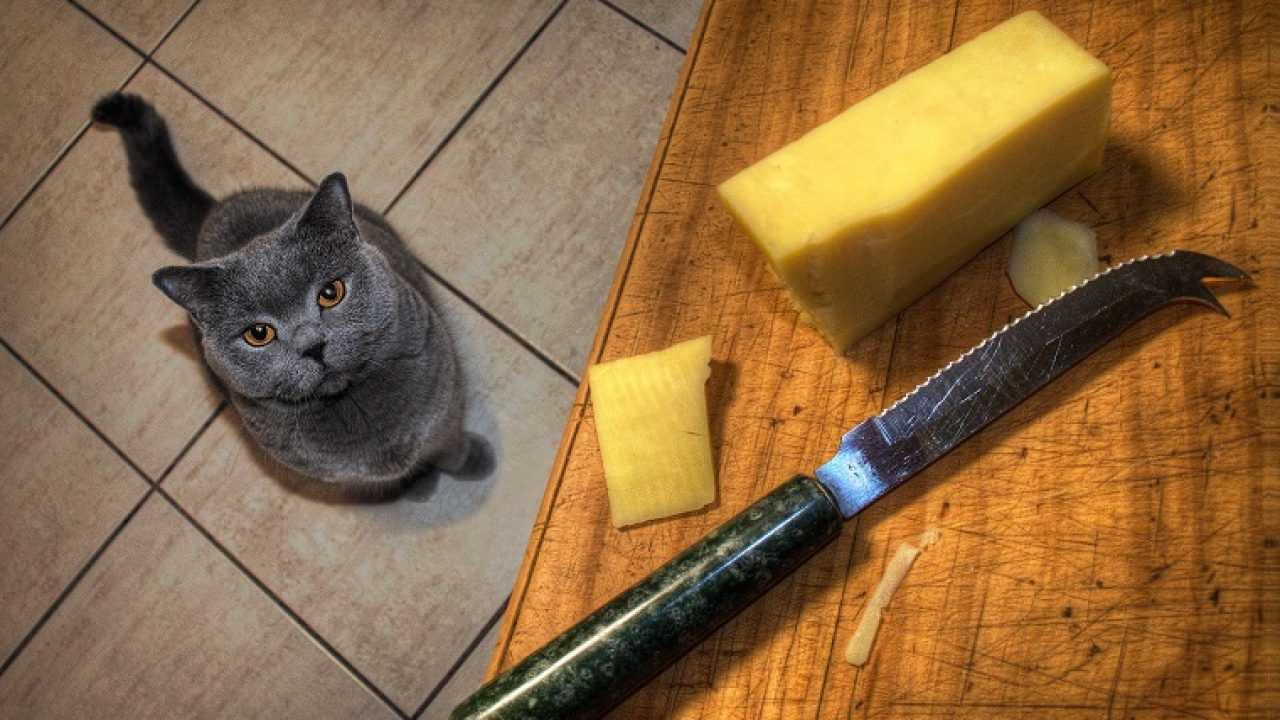 Можно давать котам сыр. Сырный кот. Котик и сыр. Кошка ест сыр. Чеддер кошка.