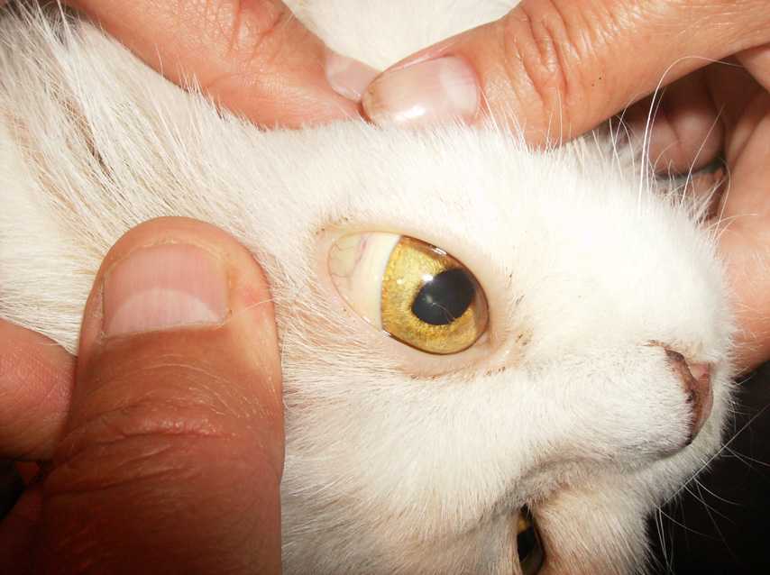 У котят текут глаза. Желтушность слизистых оболочек у животных. Желтушность кожи у животных.