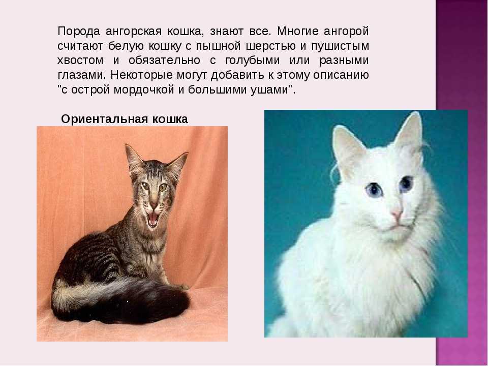 Турецкая ангора - фото и описание породы кошек (характер, уход и кормление)