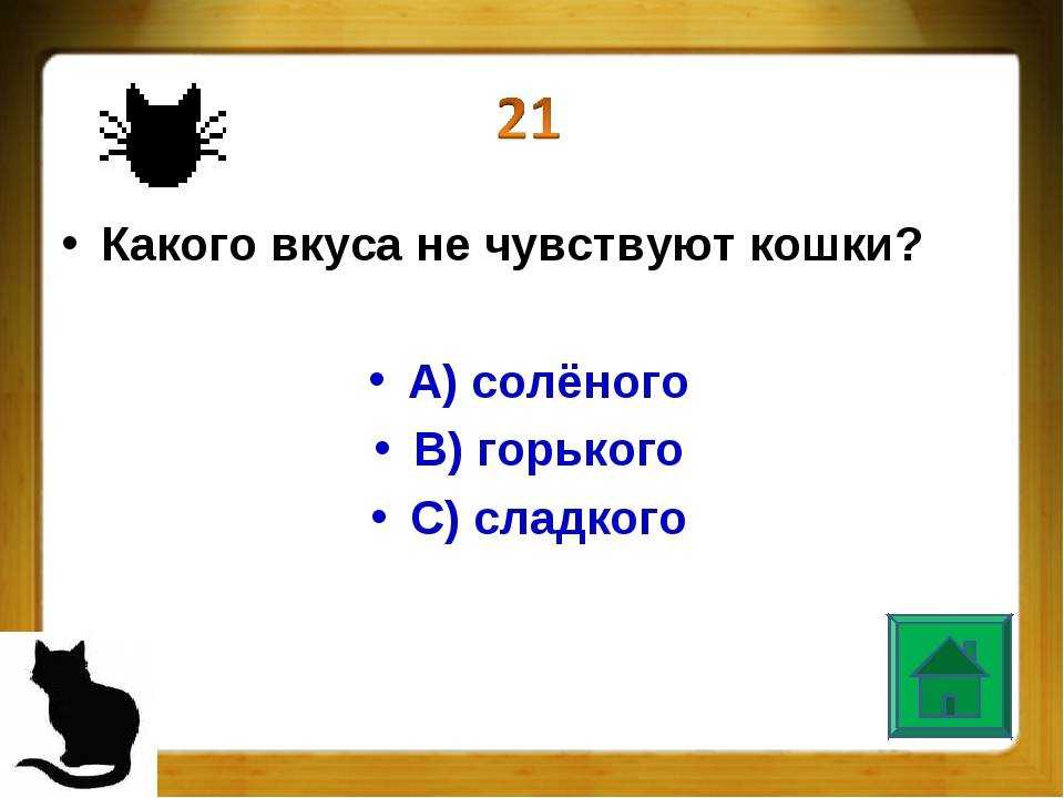 Топ 34 интересных фактов о кошках
