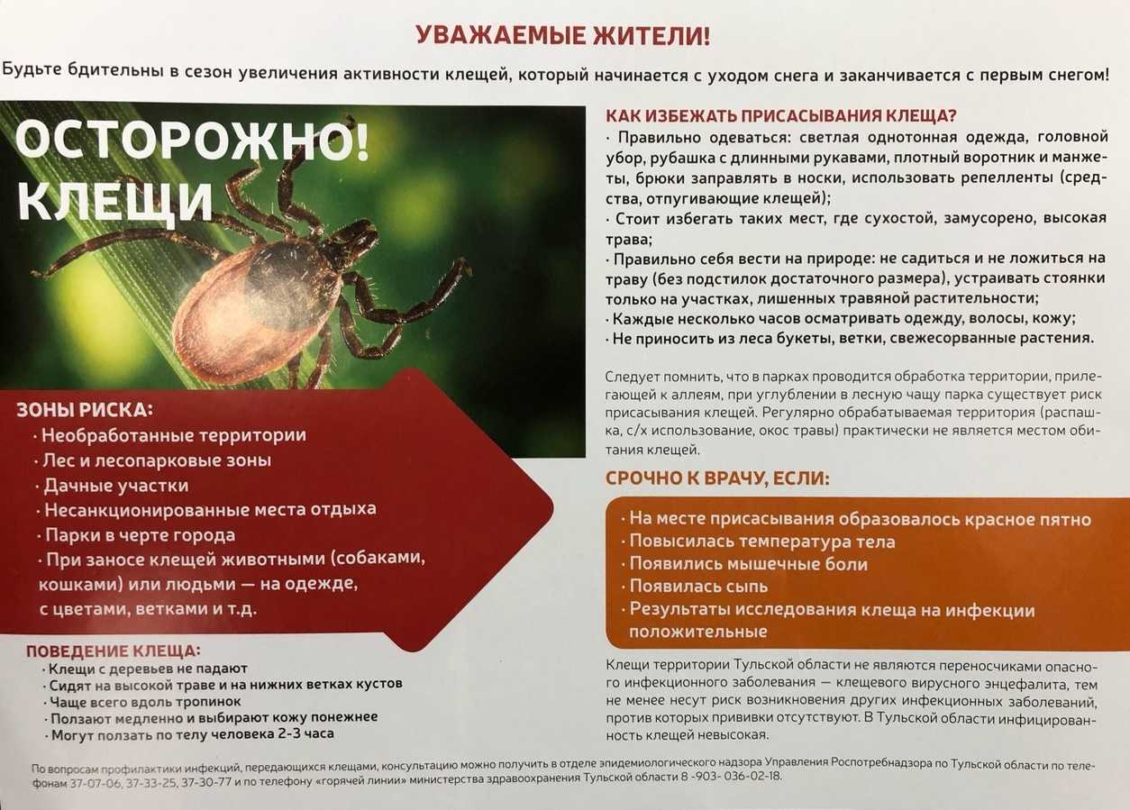 Собаку укусил клещ: что делать, чтобы оказать животному грамотную помощь? - kot-pes