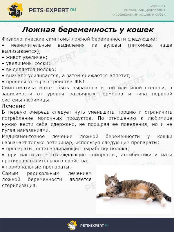 Из нашей статьи Вы узнаете как определить течку у кошек, когда она начинается, как часто это происходит, сколько длится и как можно успокоить животное