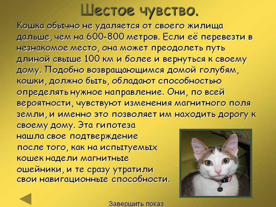 Факты о кошках