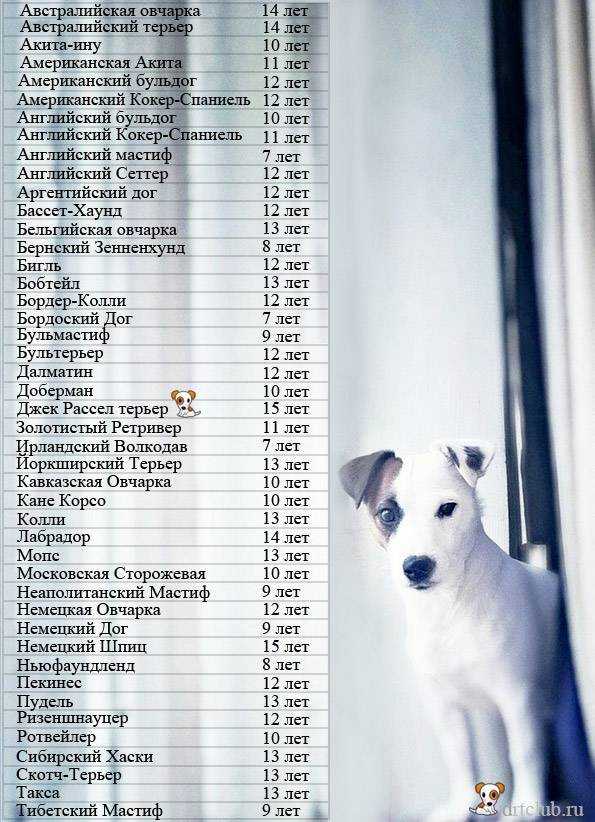 1 год жизни собак. Средняя Продолжительность жизни собак. Продолжительность жизни маленьких собак. Продолжительность жизни собак по породам таблица средняя. Средняя Продолжительность жизни породистых собак.