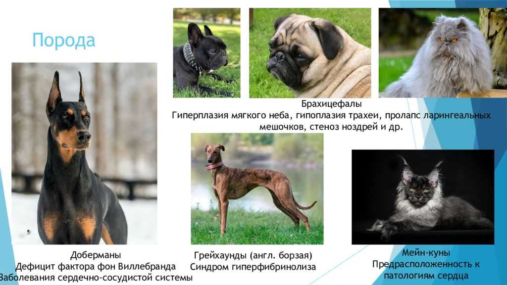 Собаки брахицефалы: породы, проблемы, уход за собакой брахицефалом