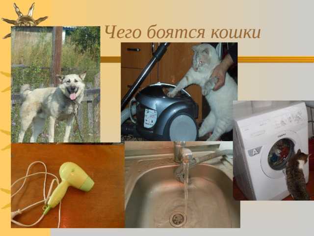 Коты боятся пылесосов… или нет?