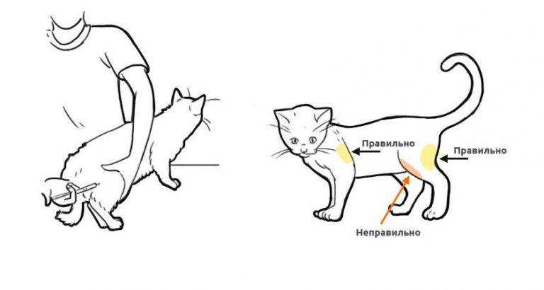 Как правильно колоть собаку внутримышечно схема