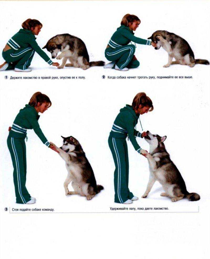 Как научить собаку команде "дай лапу": 8 шагов
