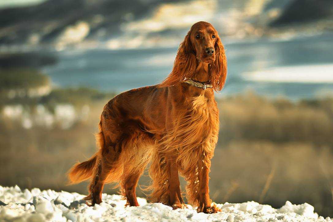 Порода собак ирландский сеттер фото