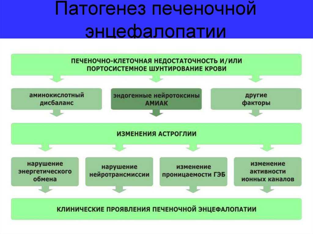 Печеночная недостаточность патофизиология. Недостаточность печени механизм развития. Печеночная энцефалопатия патогенез. Схема патогенеза печеночной энцефалопатии. Печеночная энцефалопатия этиология.