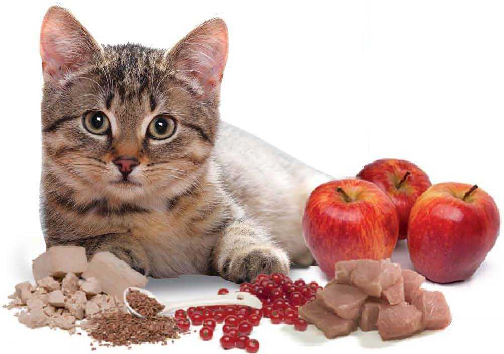 Что можно котенку из еды. Еда для котят. Сбалансированное питание для котов. Котик с едой. Котенок пищит.