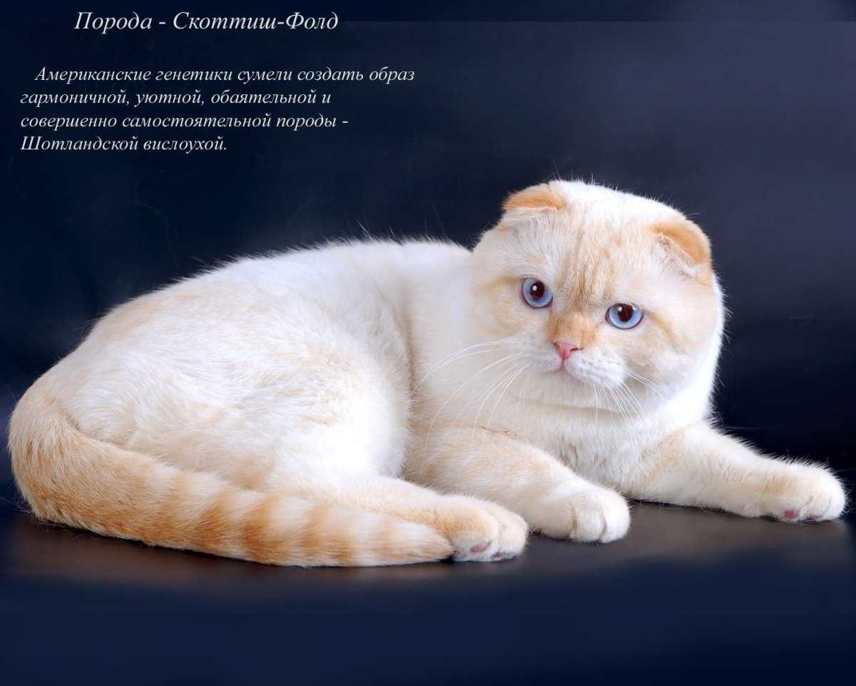Окрасы вислоухих кошек фото и описание