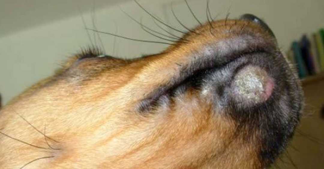 Почему у собаки опух. Дерматомикоз (стригущий лишай). ЗООФИЛЬНАЯ микроспория. Дерматофитоз (лишай) у собак.