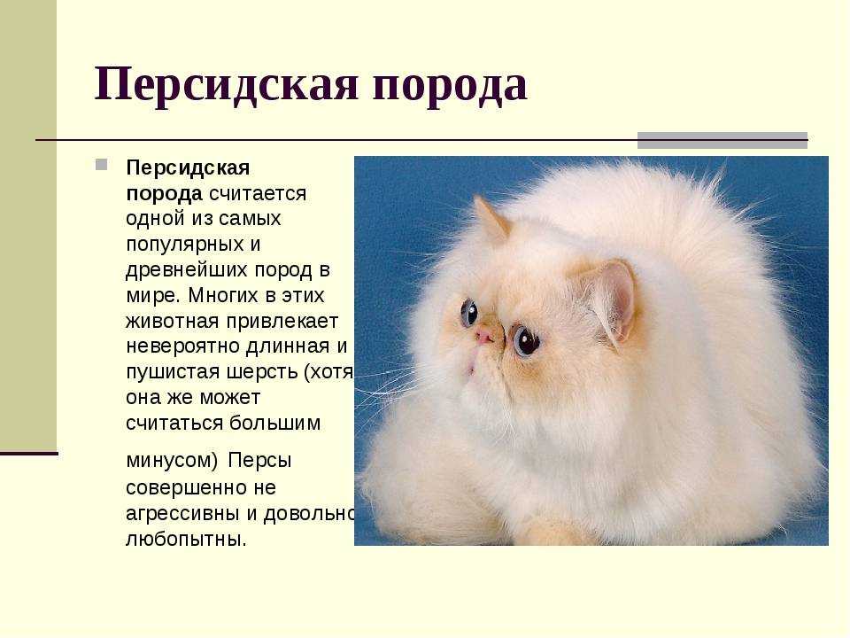 Персидская кошка: фото, описание, характер, содержание