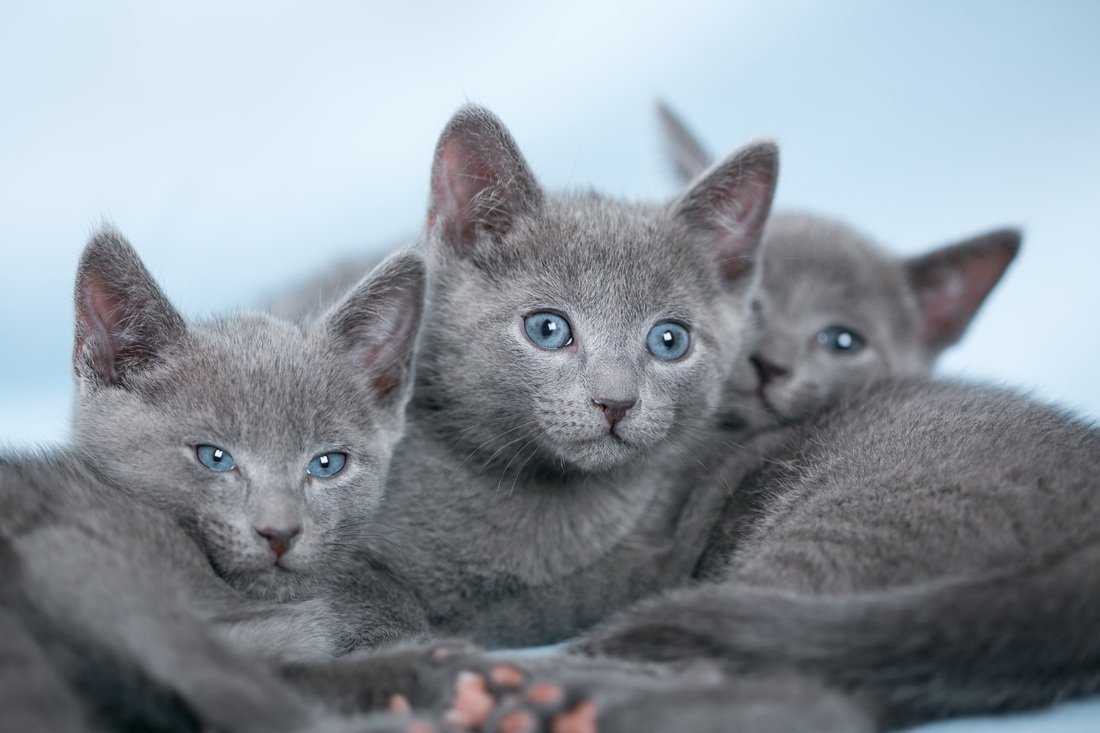 Кошка породы русская голубая фото