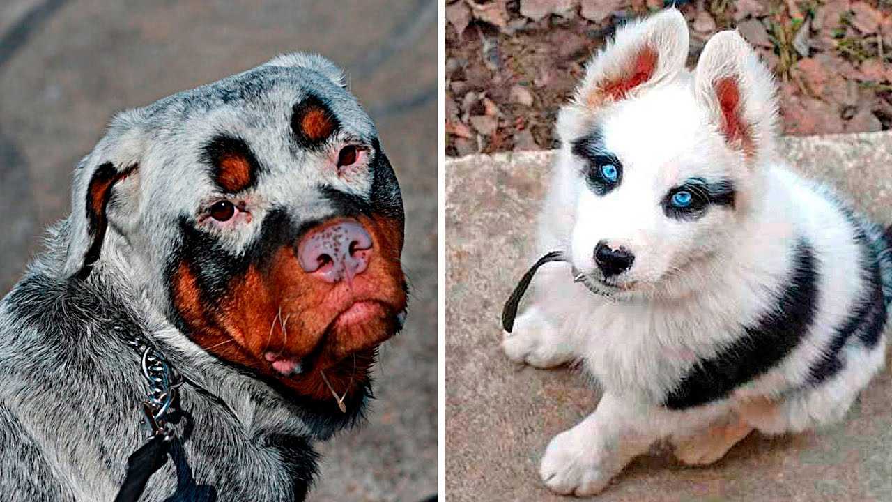 Необычные помеси собак фото с названиями