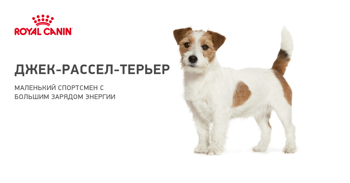 Джек-рассел-терьер