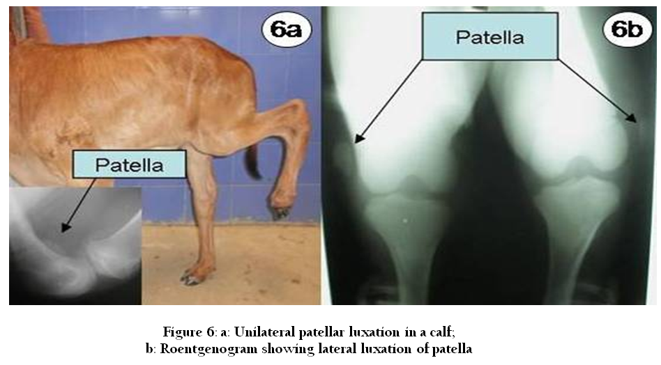 Симптомы пателлы у собак и эффективные способы лечения