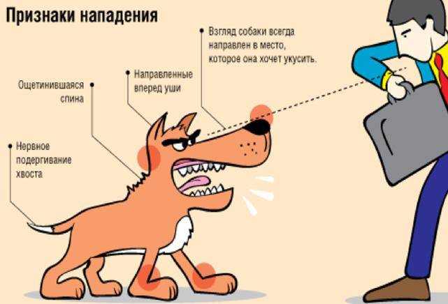 Агрессия у собак к другим животным и людям - что делать
