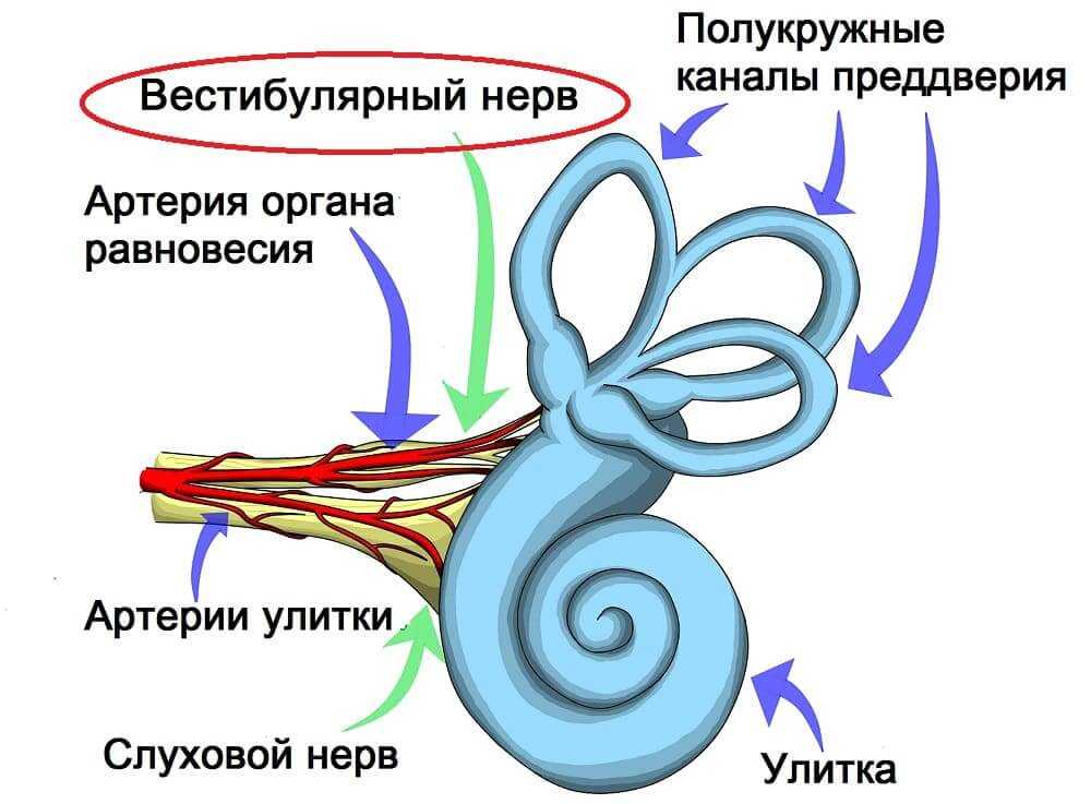 Строение вестибулярного нерва. Вестибулярный нейронит симптомы. Вестибулярный нерв внутреннего уха. Вестибулярный нерв и слуховой аппарат. Вестибулярный нейронит клинические рекомендации.