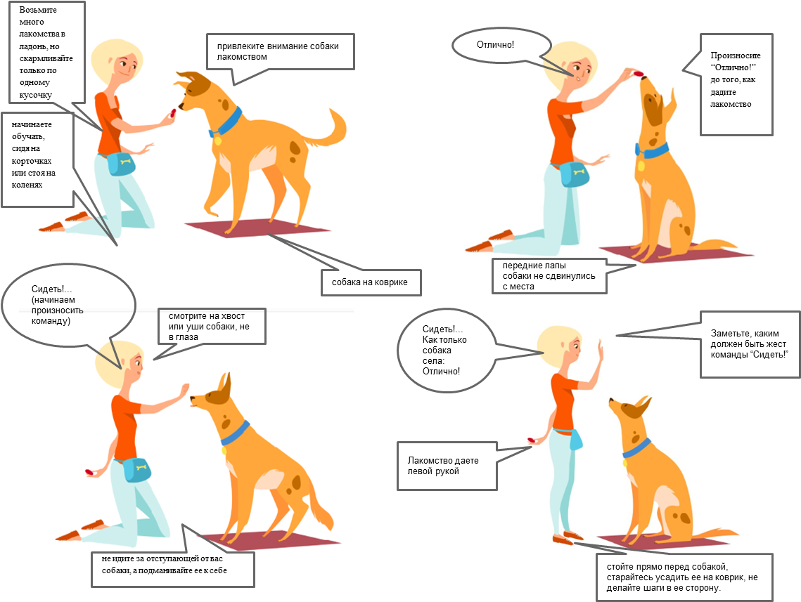Как обучить собаку команде фу в домашних условиях: описание этапов