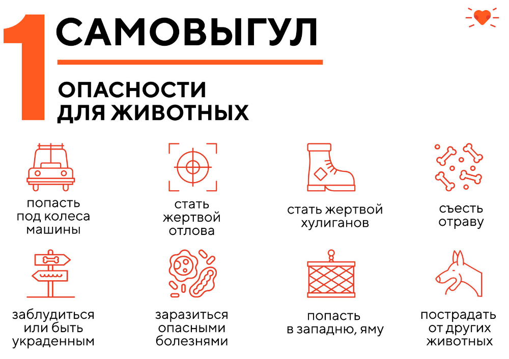 Убийство животного: ответственность, наказание, изменения в законодательстве