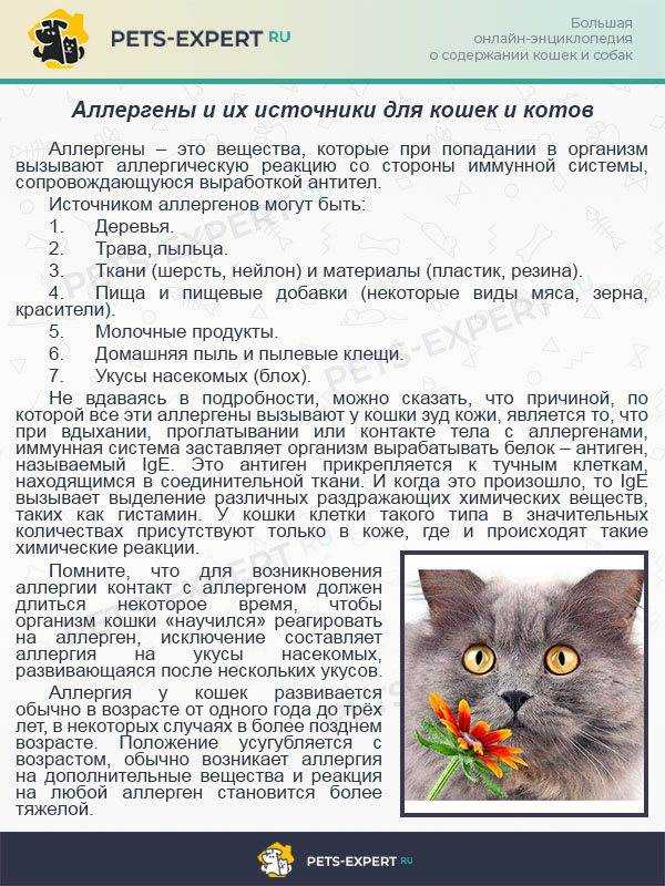 Аллергия у кошек: способы определения, методики лечения и профилактика