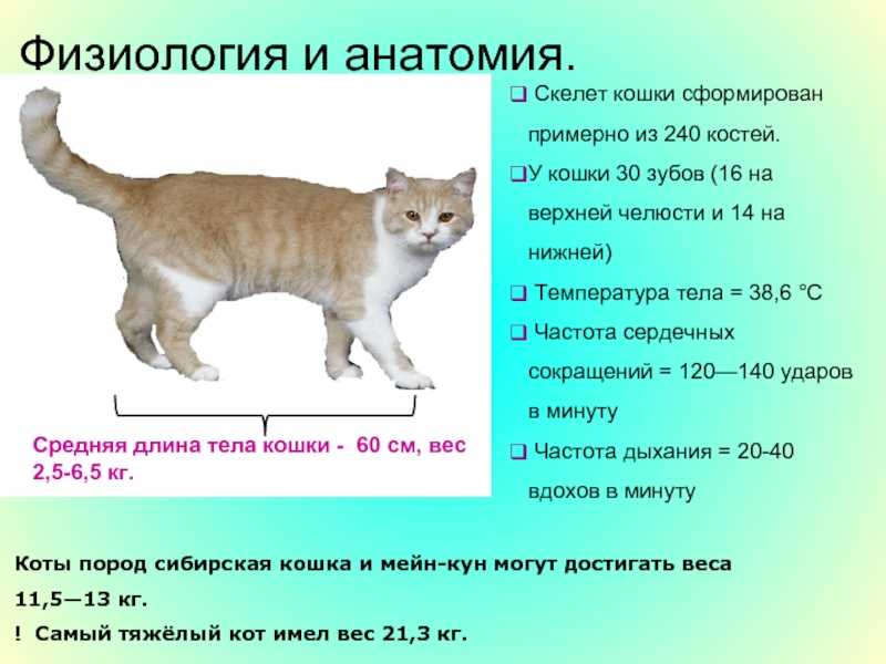 Размеры и вес кошек. Средняя длина тела кошки. Размер кошки. Размер тела кошки. Размер кошки домашней.