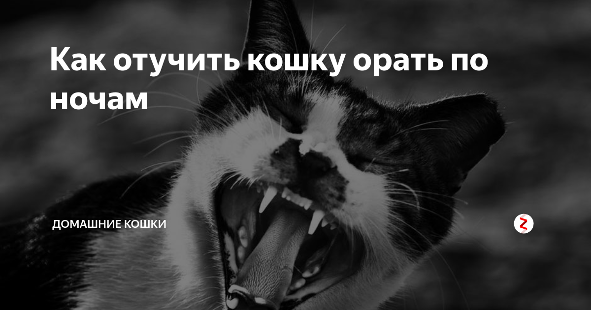 Почему котенок постоянно мяукает, а кошка орёт: причины, что делать