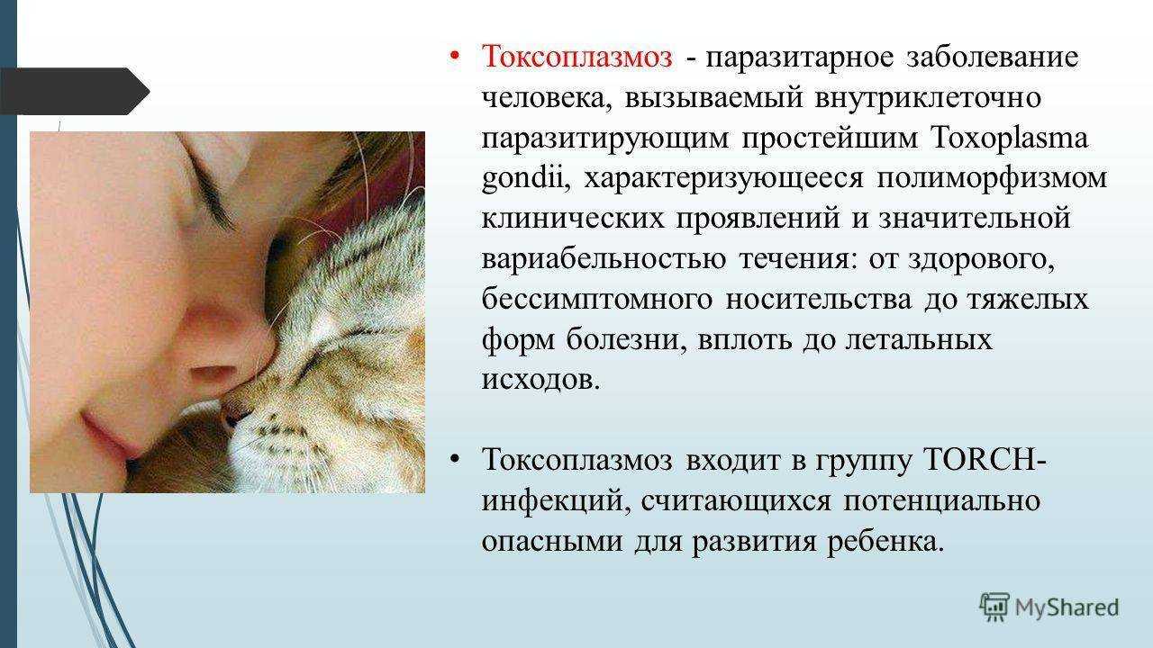 Токсоплазмоз у кошек: симптомы, лечение и профилактика | ваши питомцы