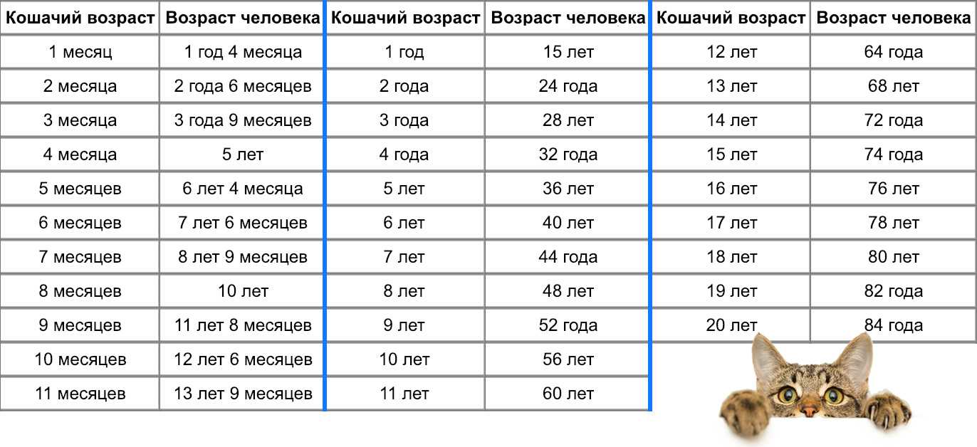 Возраст кошки по человеческим меркам - zoosecrets