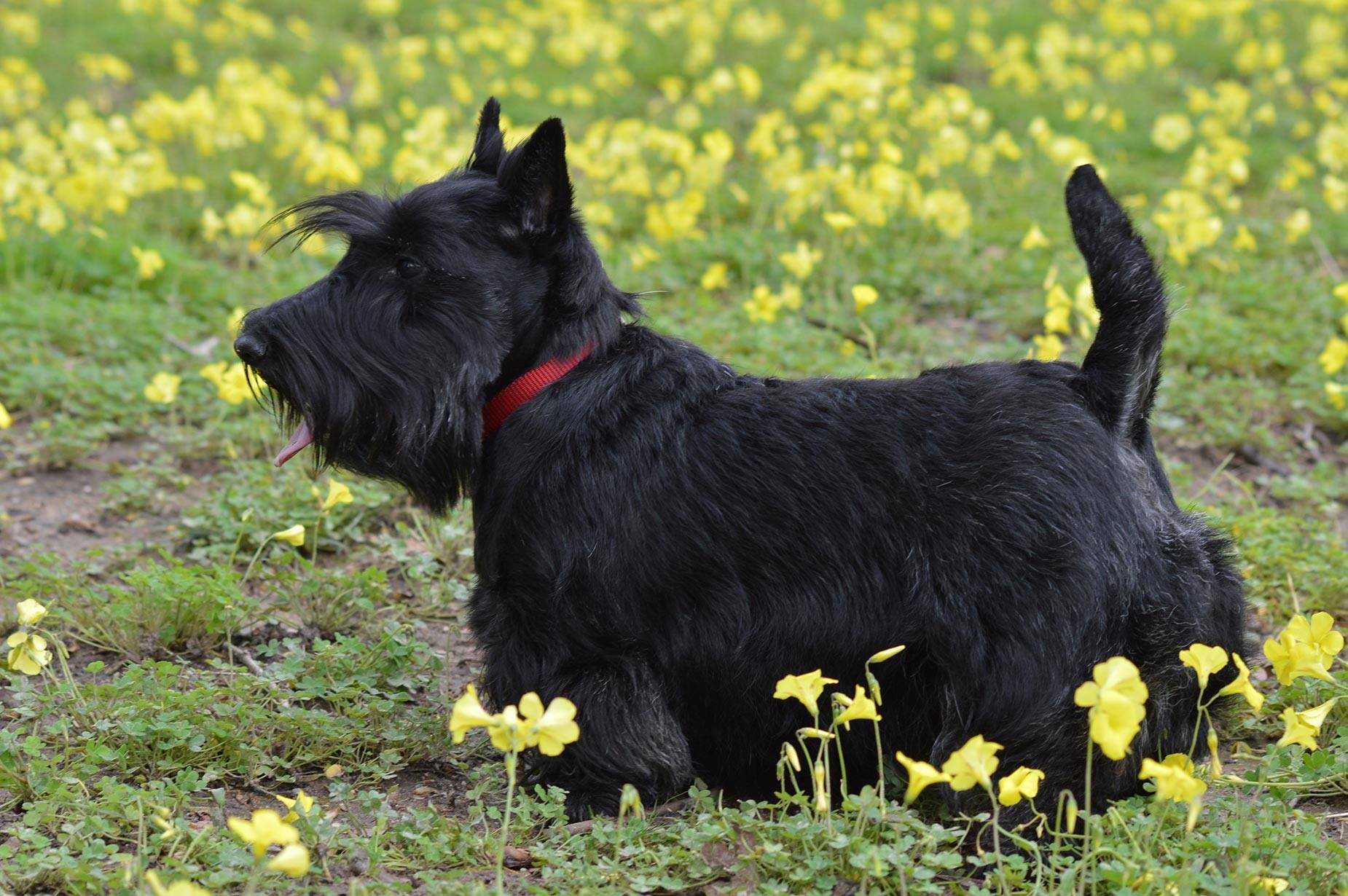 Скотч-терьер (шотландский терьер): описание породы, советы и рекомендации по выбору щенка, уход и содержание (+ фото) | ваши питомцы