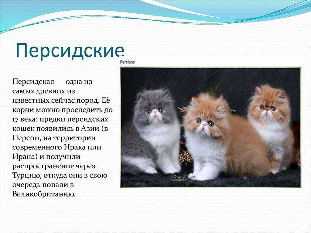 Персидская кошка: уход за шерстью, глазами, ушами, когтями и зубами (фото) как ухаживать за шерстью персидской кошки? как купать персидскую кошку, как часто мыть перса? как ухаживать за зубами, ушами,