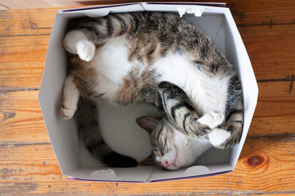 4 причины почему коты любят коробки