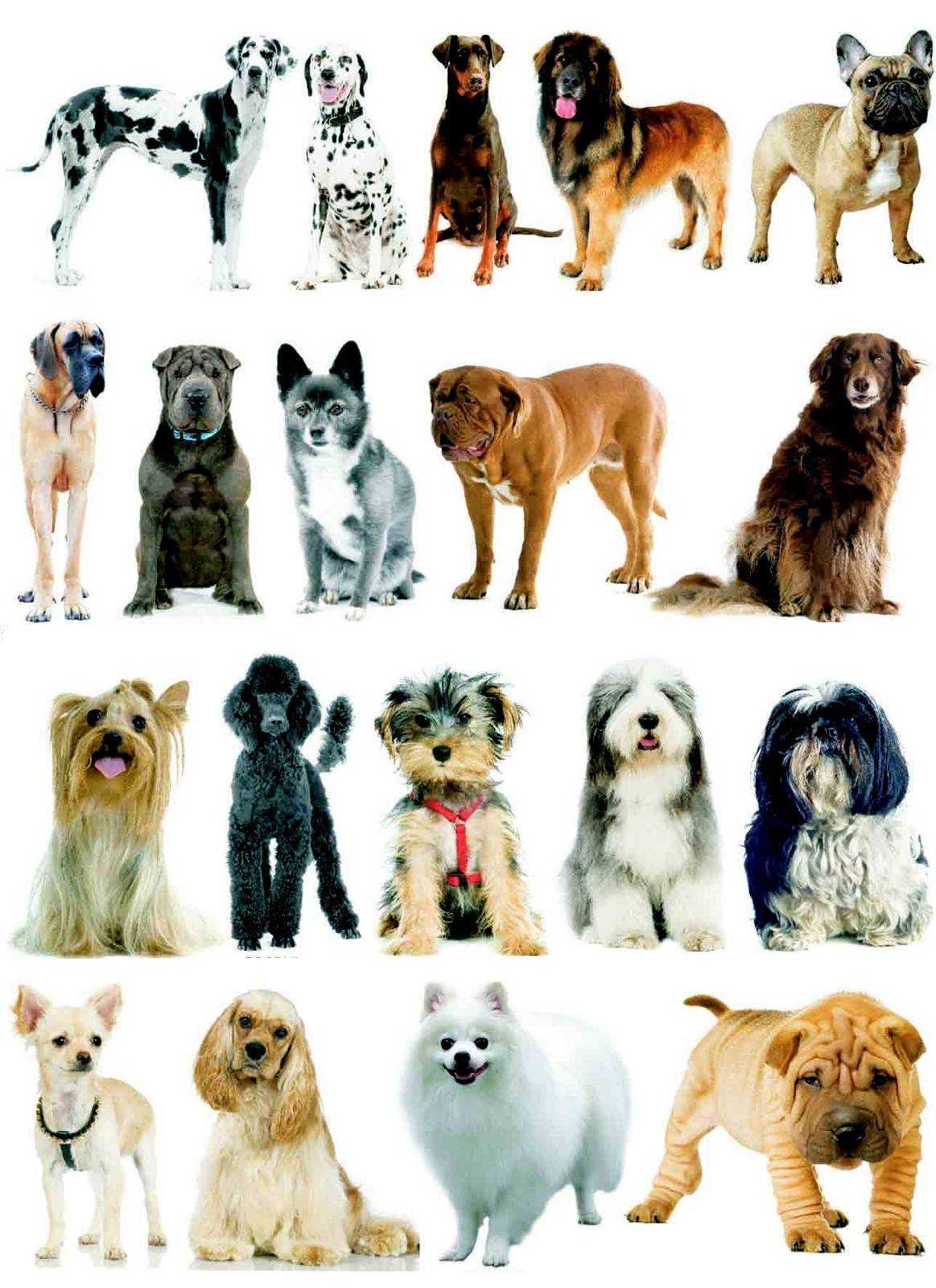 Самые красивые собаки в мире: фото, описание породы, топ 2016 года