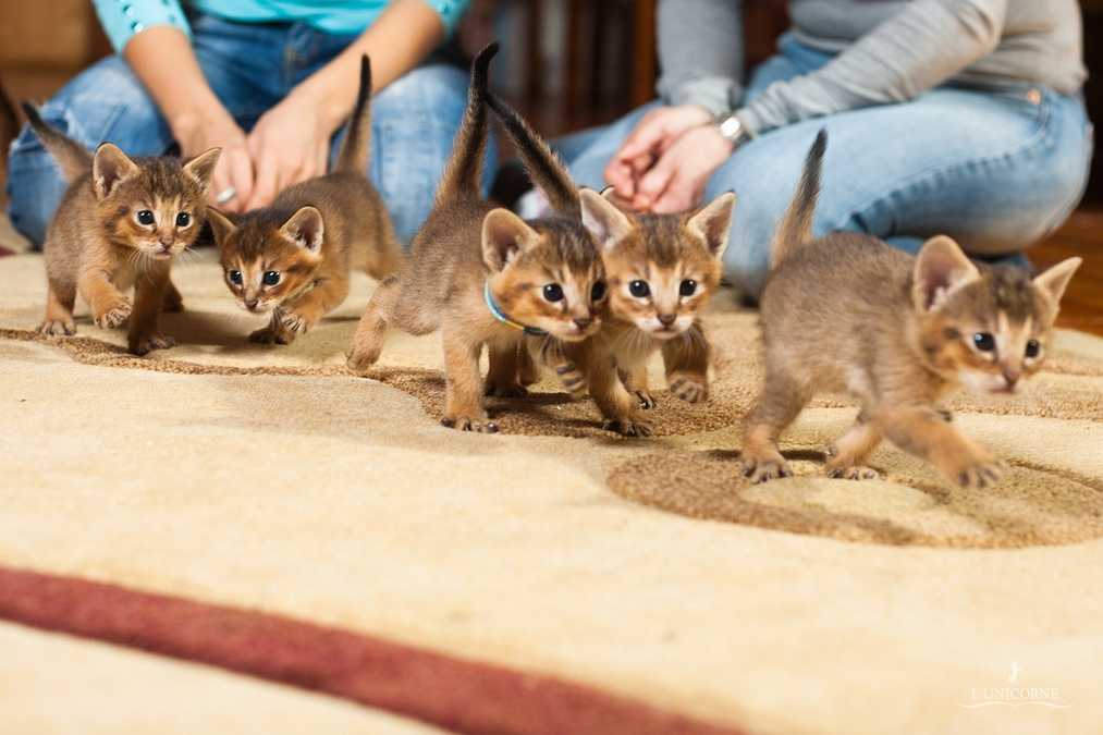 Чаузи кошка описание породы и характера фото