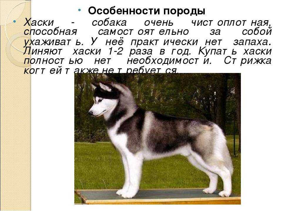 Тест для любителей собак: от самых маленьких - до красавцев хаски