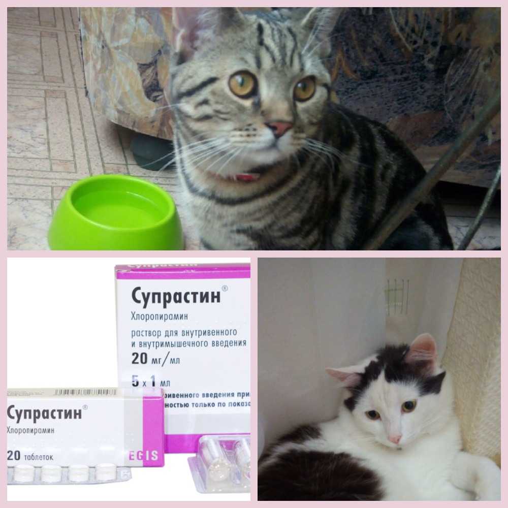 Можно собакам супрастин. Супрастин кошке. Супрастин таблетки для кошек. Таблетки от аллергии коту. Супрастин кошке дозировка.