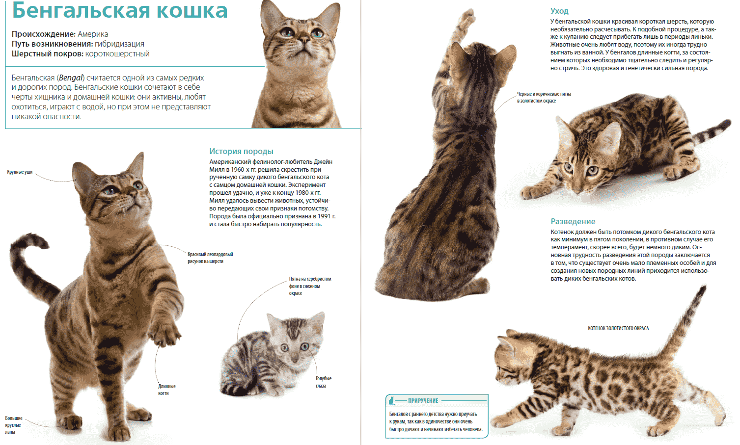 Породы кошек с описанием и фотографиями и