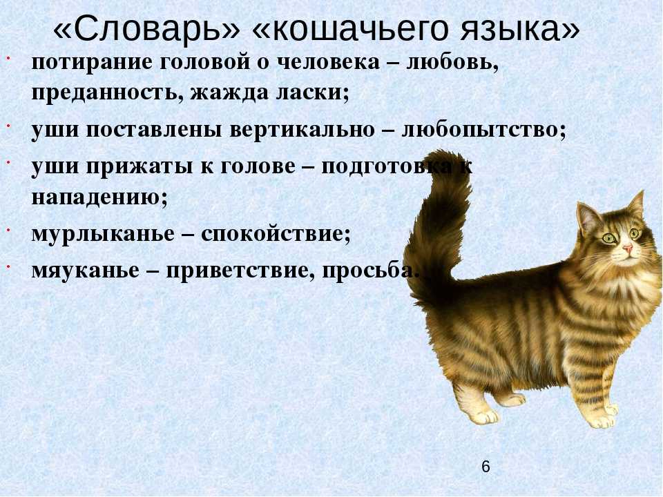 Какой факт свидетельствует о том что котенку. Выучить язык кошек. Словарь кошек. Язык кошек мяуканье. Язык кошек словарь.