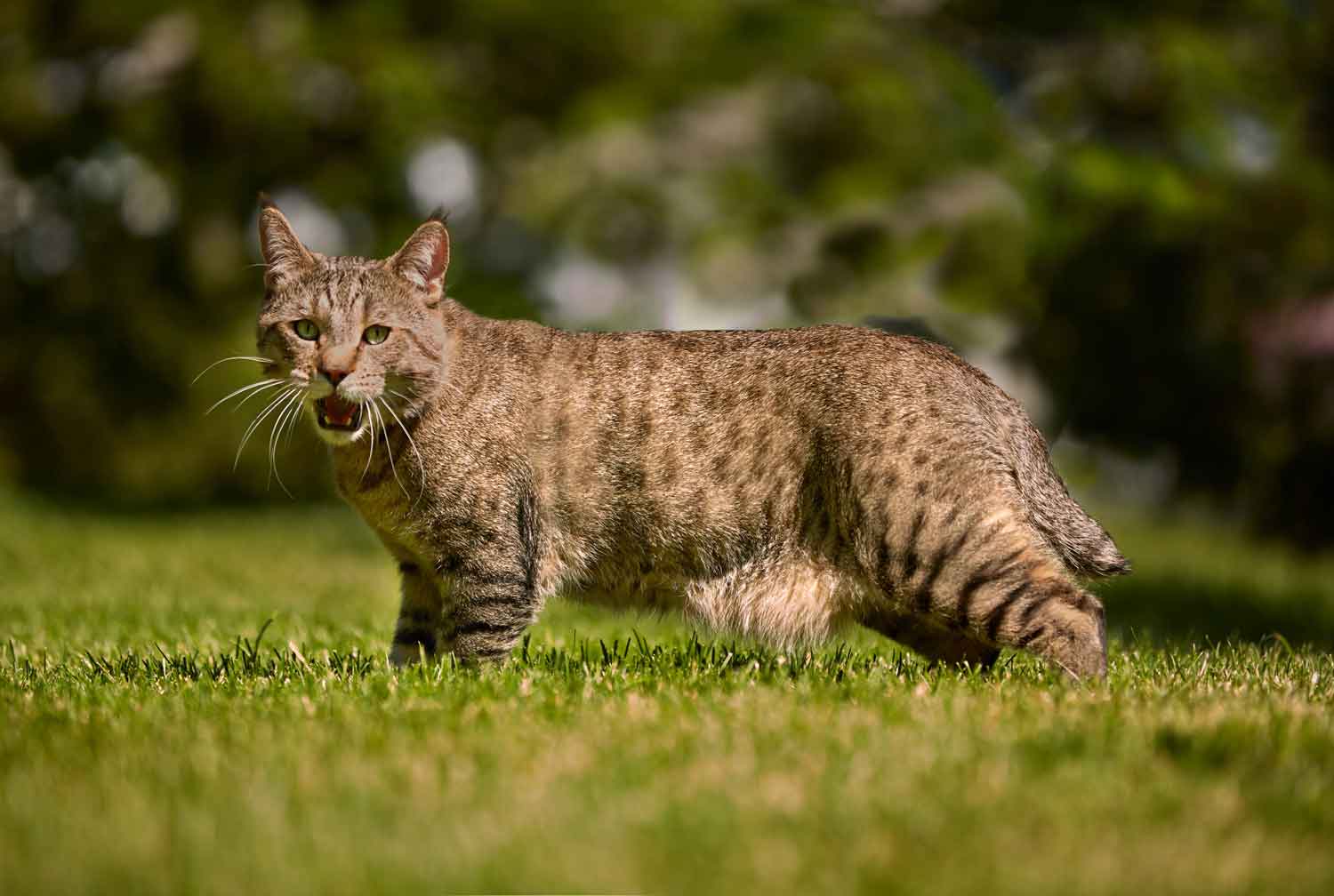 Котята пиксибоб фото