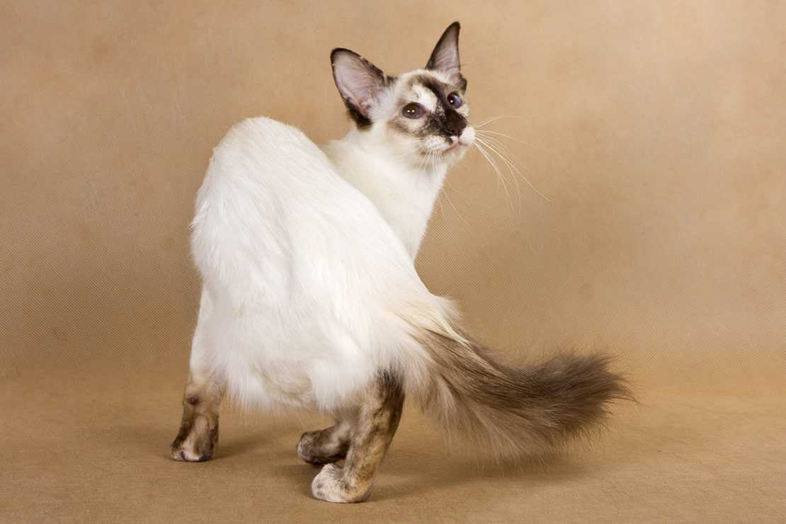 Балинезийская кошка длинношерстная