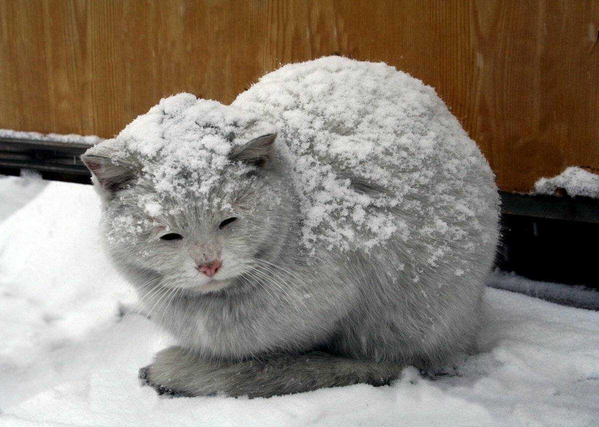 Кошка отморозила уши: что делать, лечение