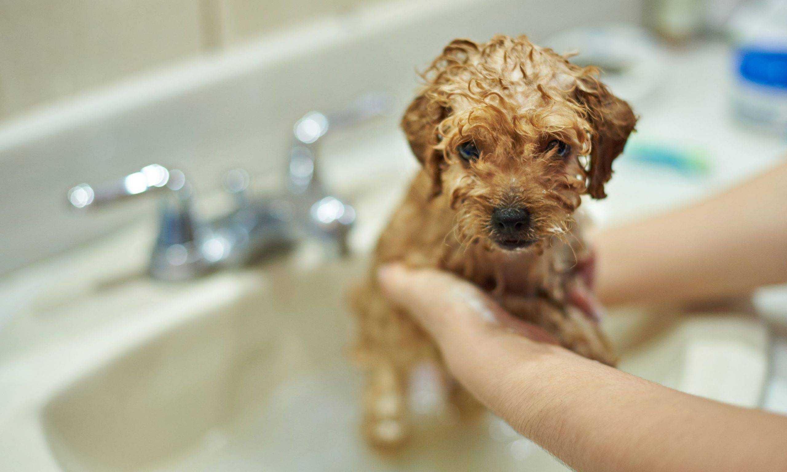 Можно мыть собаку человеческим шампунем. Собака купается. Мытье собаки. Щенок моется. Собака моется.