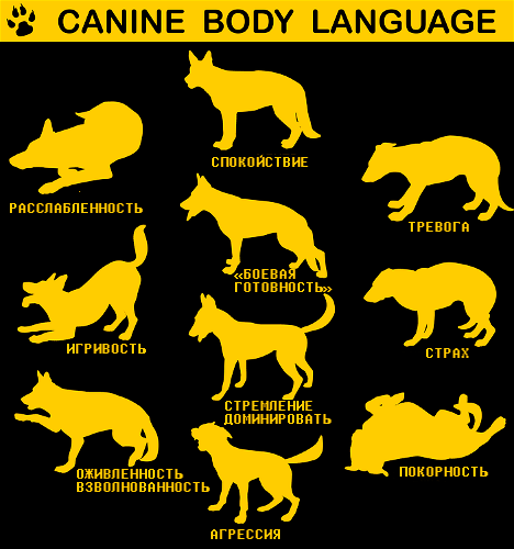 Собачий язык в картинках