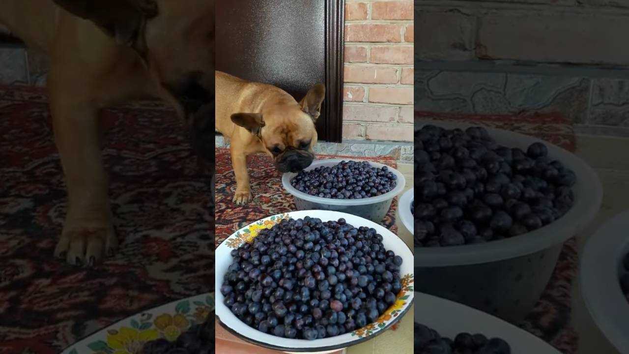 Можно ли собакам давать виноград?