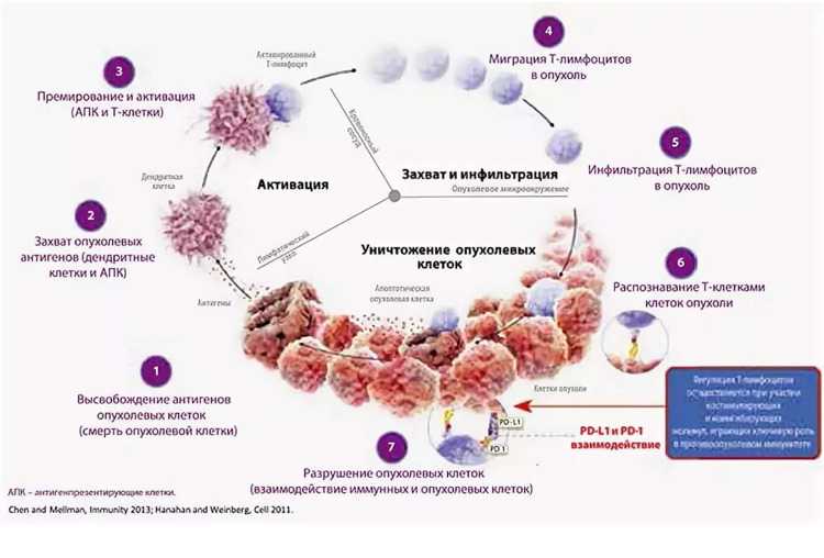 Вызывают злокачественные образования. Клеточный цикл раковой клетки. Особенности злокачественных опухолевых клеток. Опухоль на клетки иммунной системы. Ответ иммунной системы на опухолевый рост.