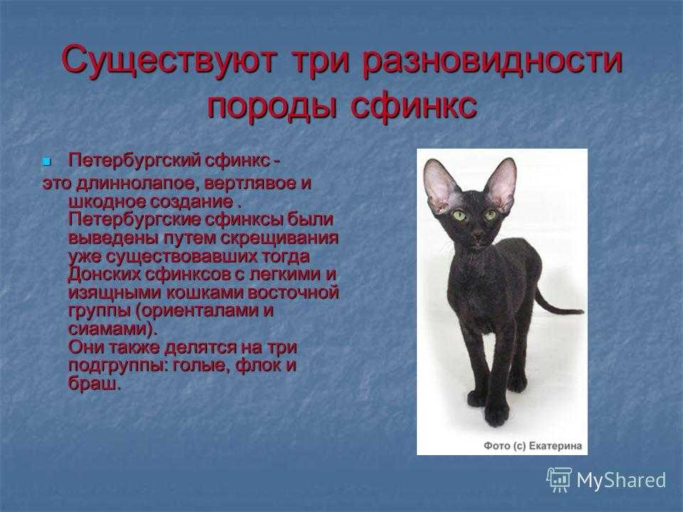 Петерболд: фото и описание породы петербургского сфинкса