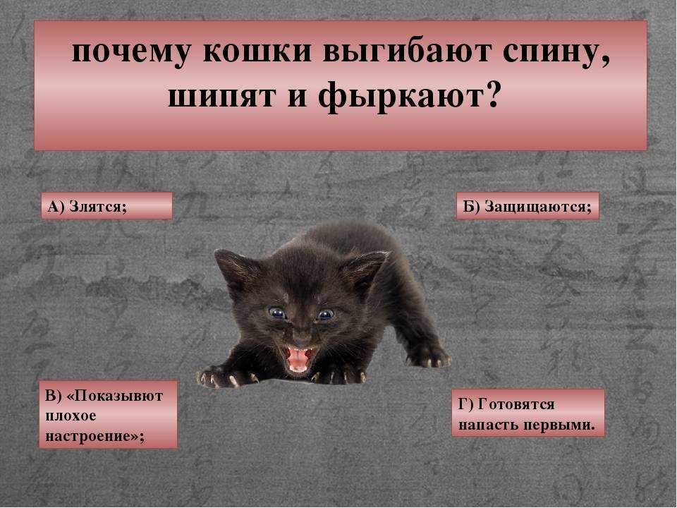 Как бороться с агрессивной реакцией кота на хозяина, других людей и животных Почему кот проявляет агрессивное поведение, какие могут быть причины агрессии