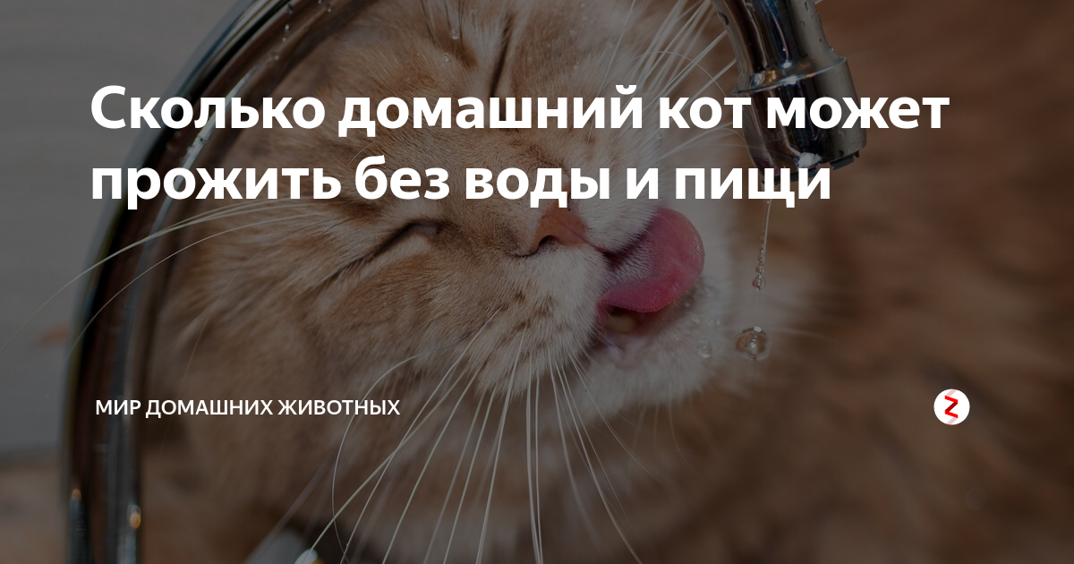 Кошка много пьет воды - причины повышенной жажды